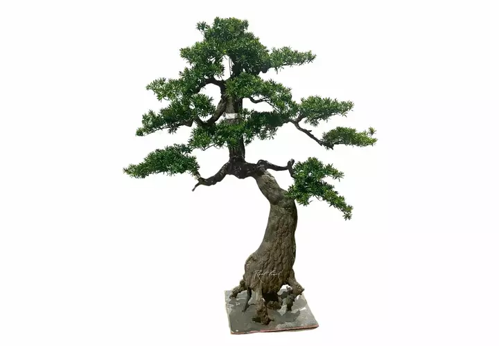 Niwaki (bonsai) 2m 200*120*200 - green