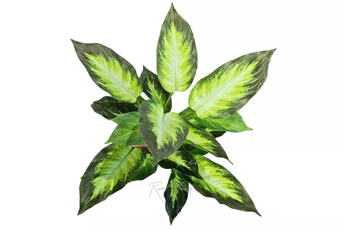 Aglaonema  (24 leaves) - light green