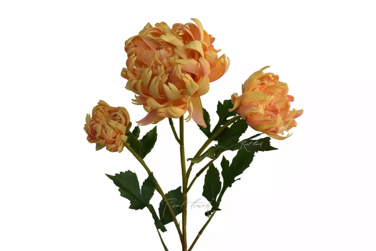 Chrysanthemum Vienna Ball - yellow