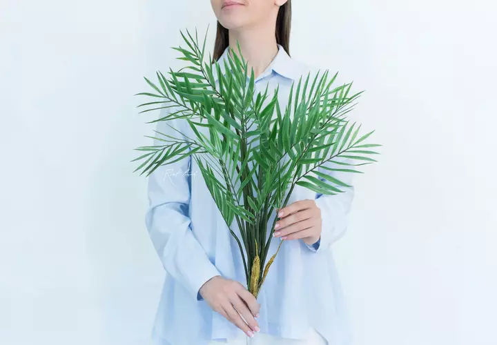 Medium bamboo palm Bush - green