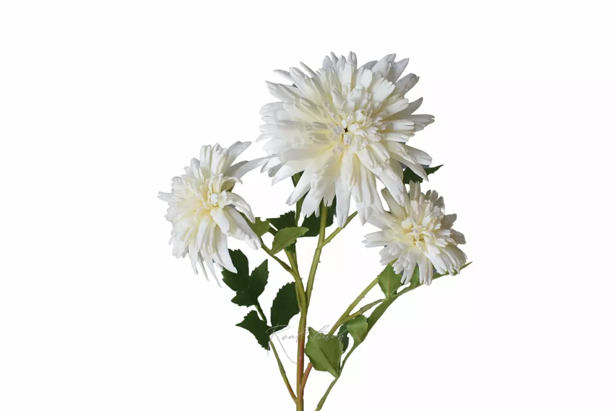 Chrysanthemum Korea - white