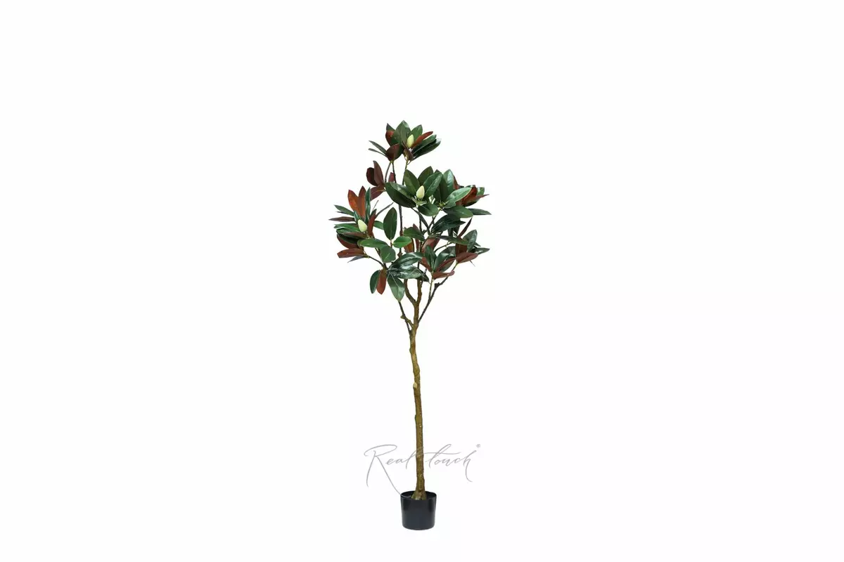 Magnolia tree in pot 150cm - Green brown Magnolia tree in pot 150cm - Green brown