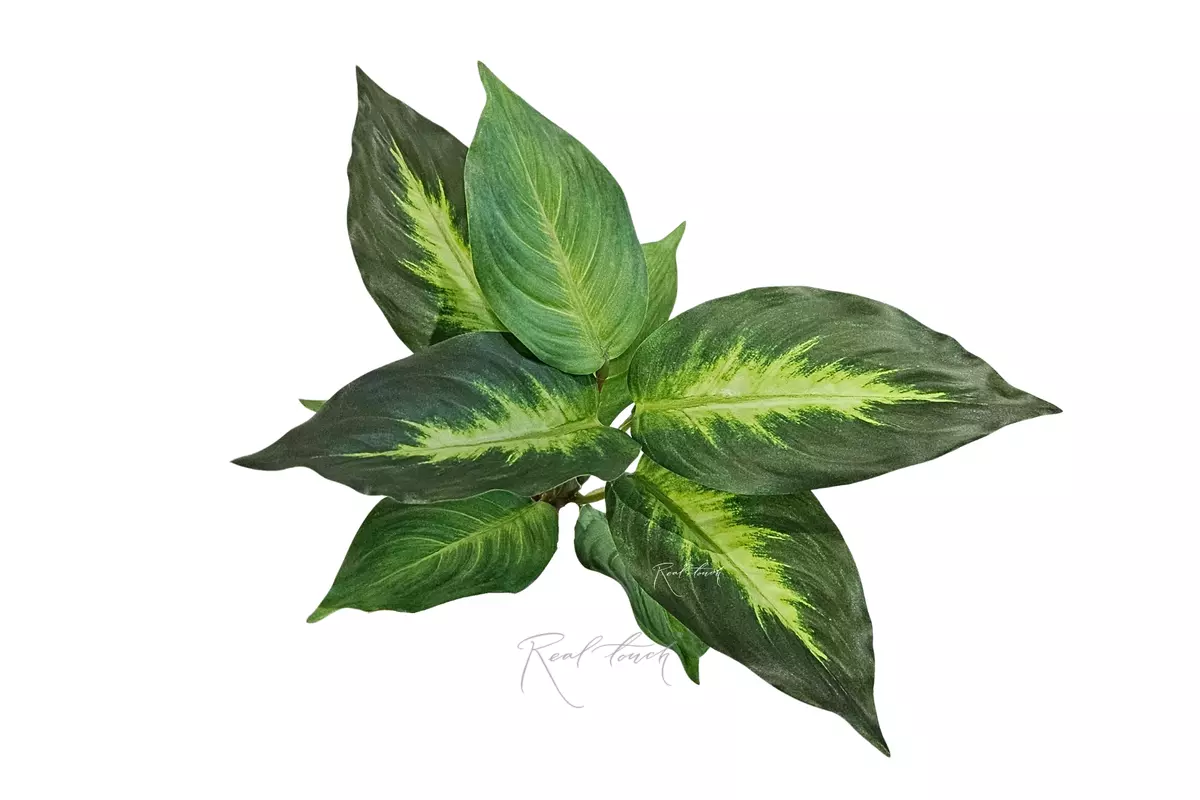 Aglaonema without pot (10 leaves) - light green