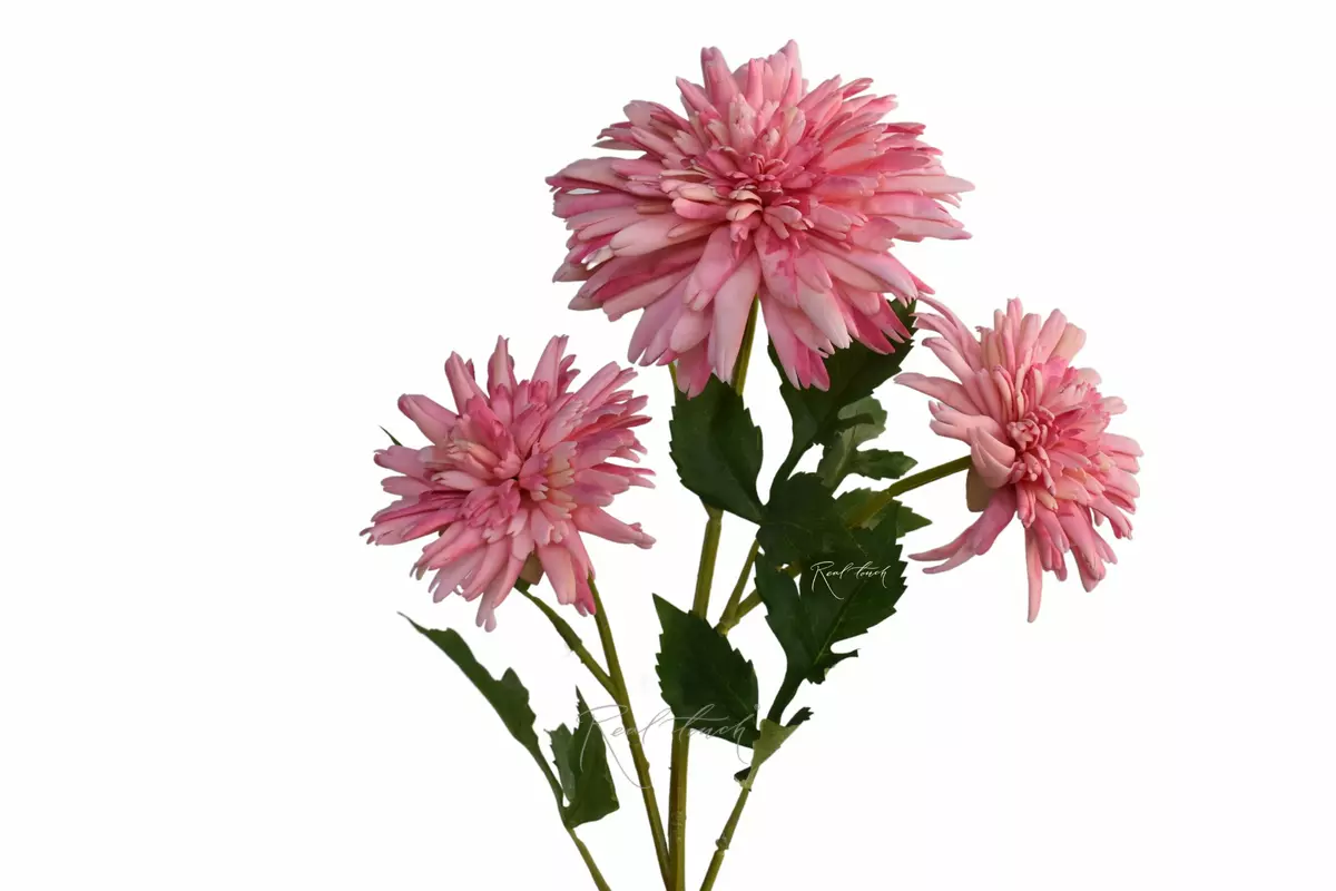 Chrysanthemum Korea - pink