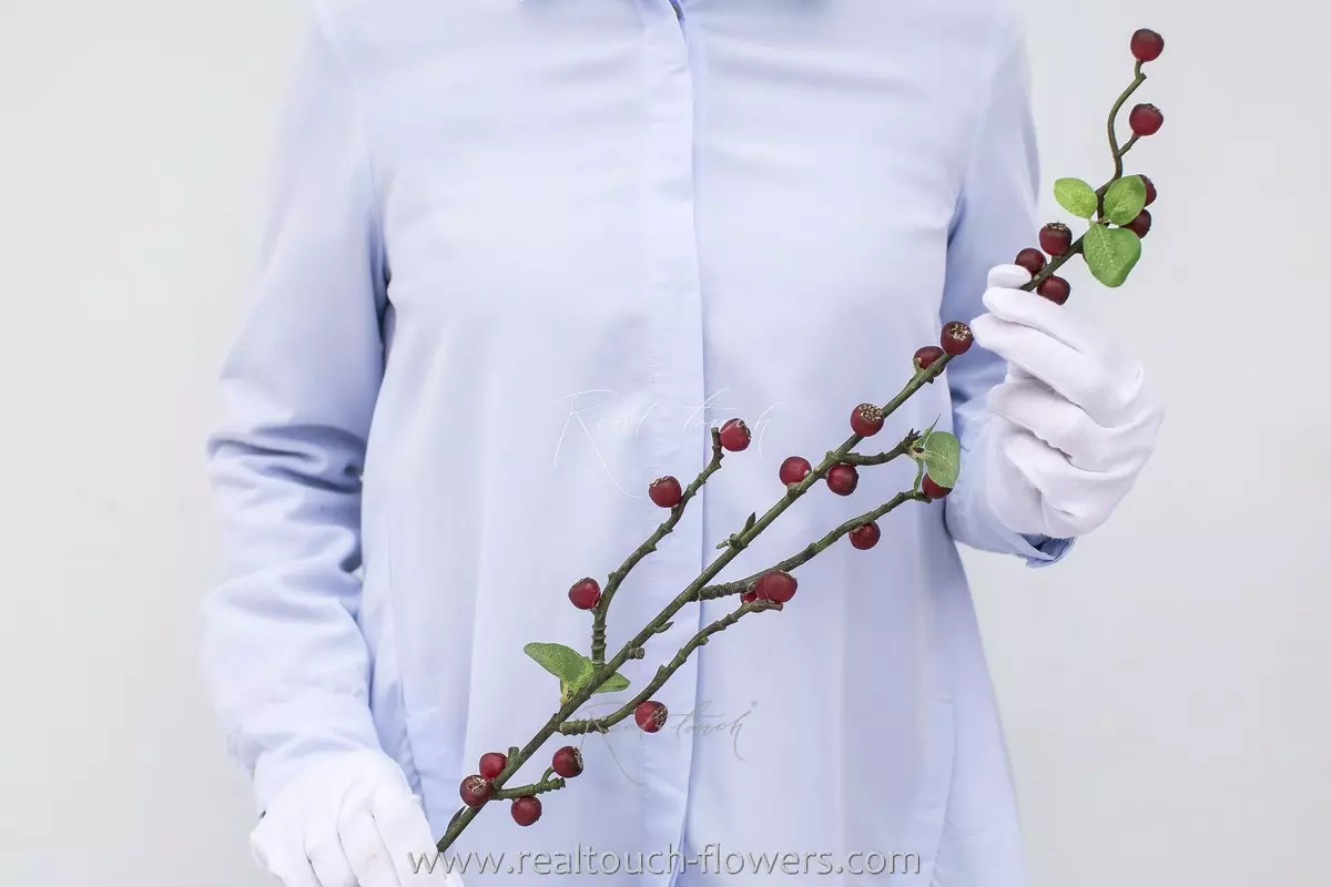  Branch with sea buckthorn berries - bordeaux