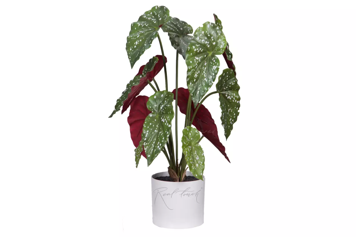 Begonia Maculata bush of 13 leaves in a planter - green burgundy