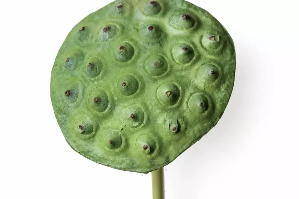 Lotus branch (small) - light green