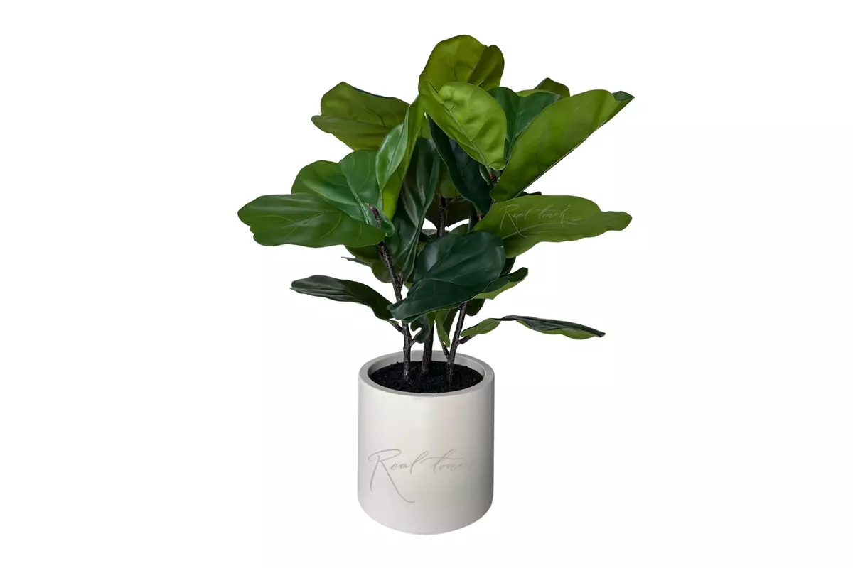 Artificial Ficus Lirata in a decorative pot 80cm - green
