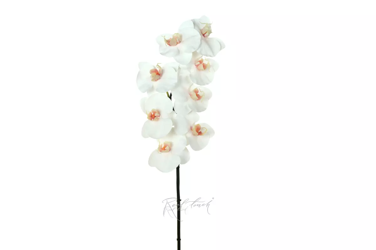 Orchid Premium 8 blooms (pink core) - white
