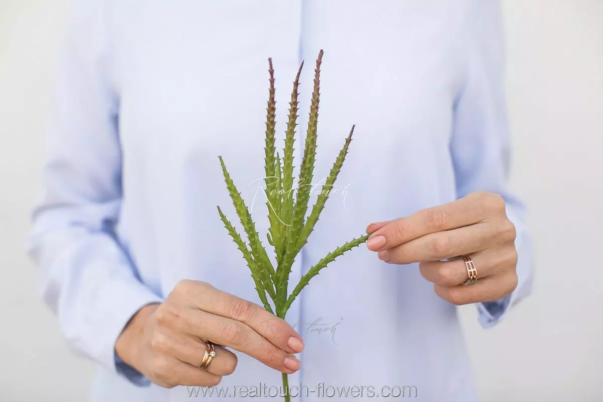 Toothy Succulent - green