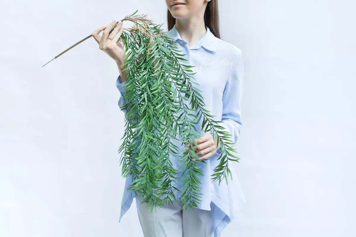 Afrocarpus graclior - green