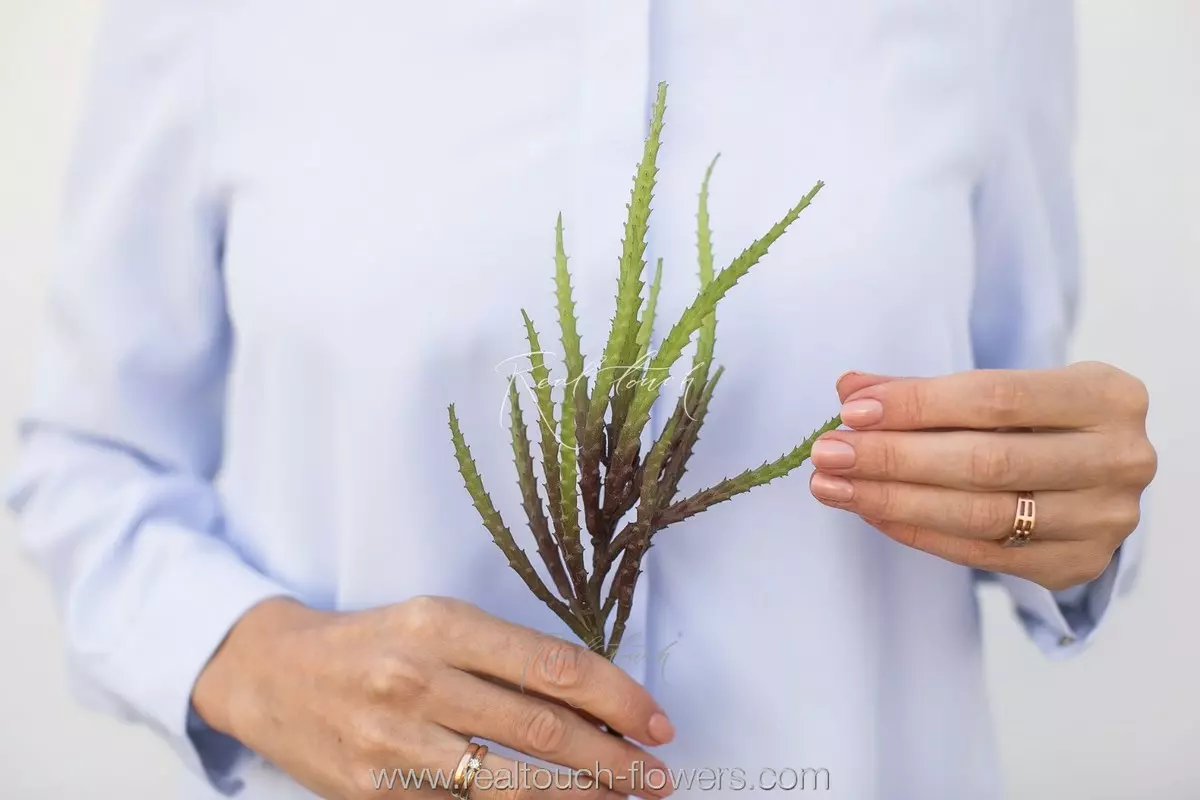 Toothy Succulent - Brown