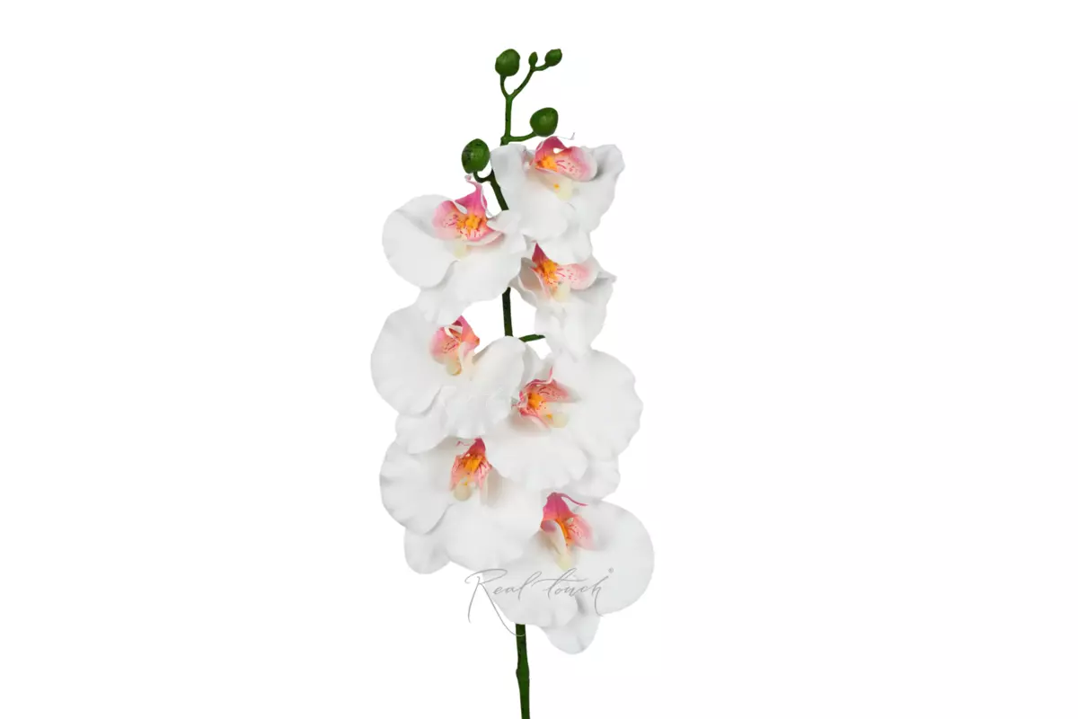 Phalaenopsis Orchid (7 blooms) 85cm - white