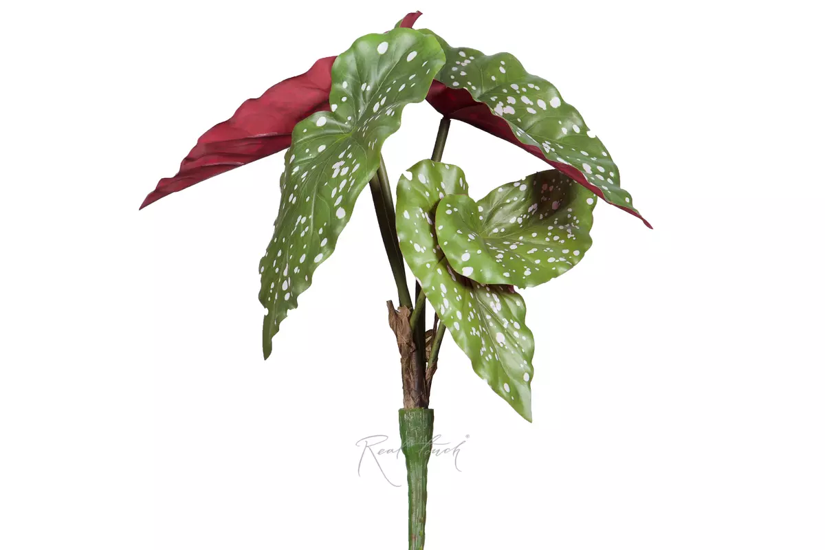 Begonia Maculata is a bush of 5 leaves  - green burgundy