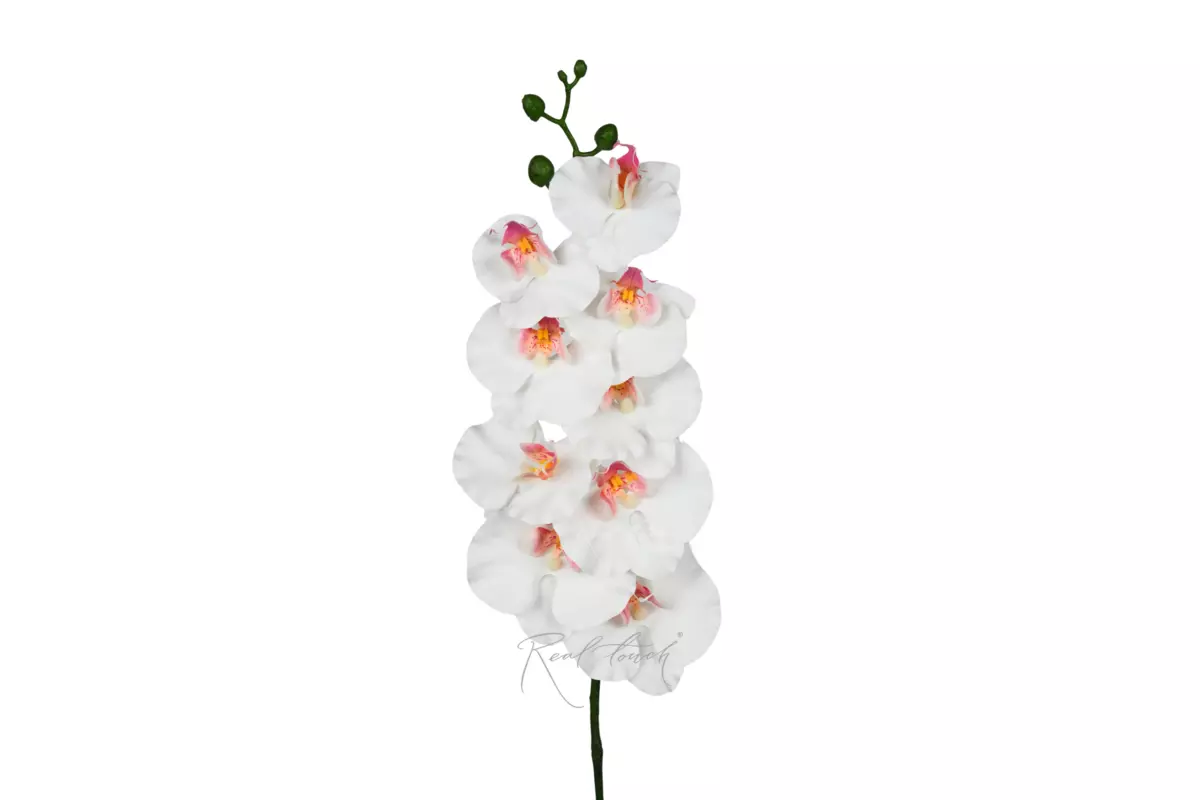 Phalaenopsis Orchid (9 blooms) 100cm - white