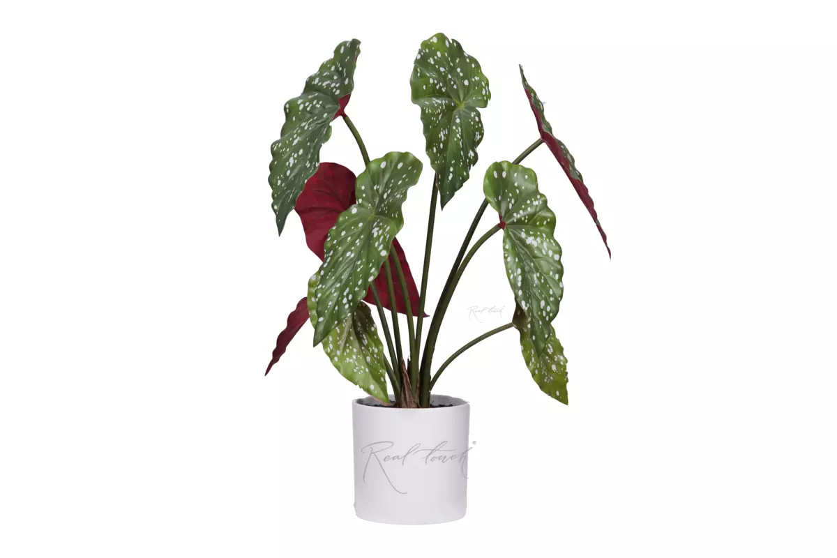 Begonia Maculata bush of 9 leaves in a planter - green burgundy