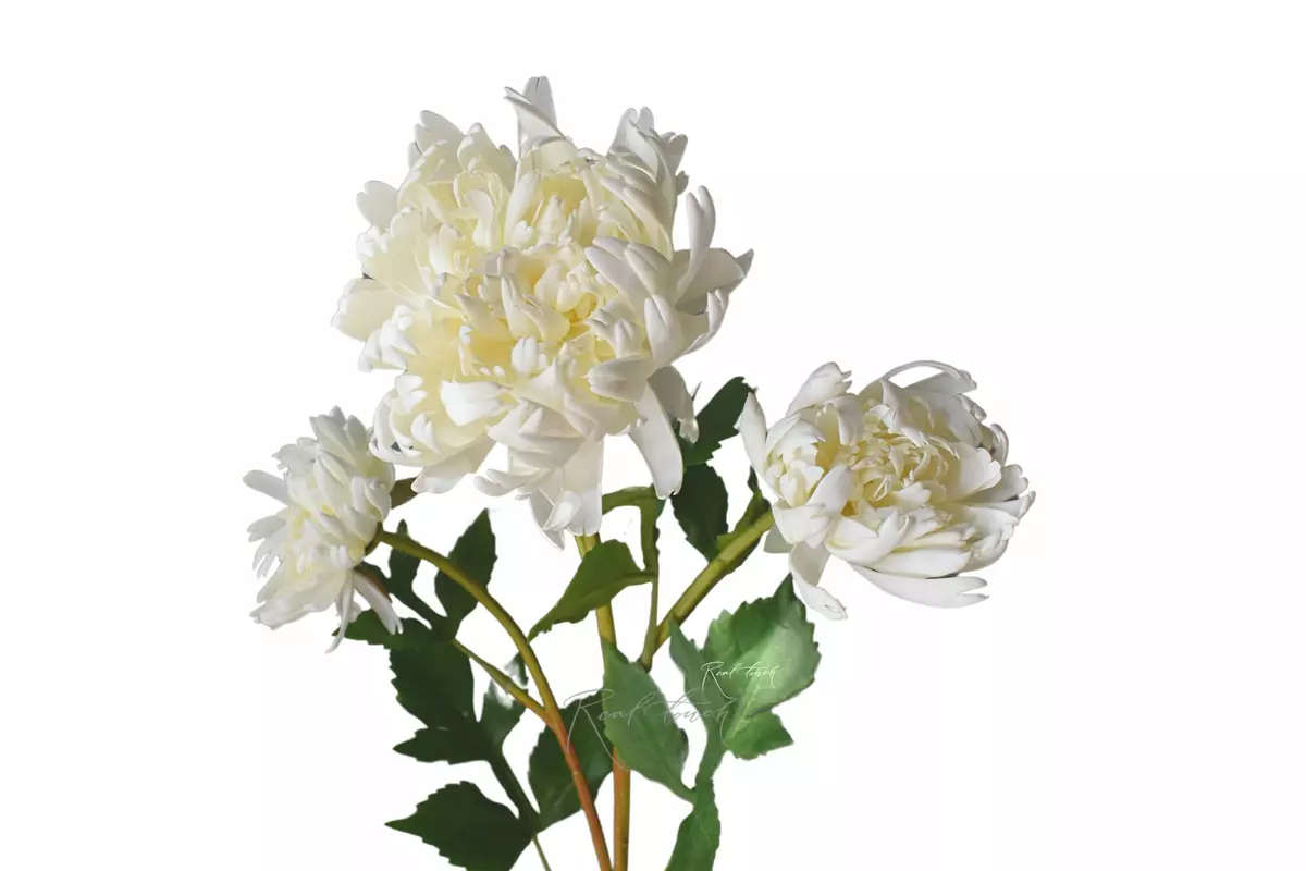 Chrysanthemum Vienna Ball - white  (special offer)