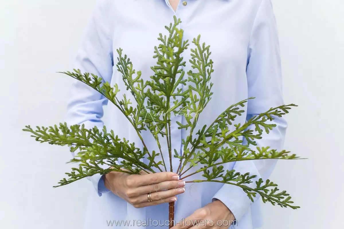  Selaginella Martens (Greenery 15) - green