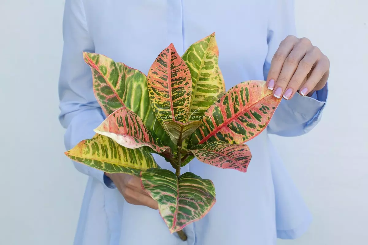 Croton branch small - Green red