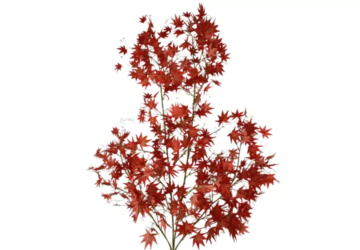 Maple branch - red