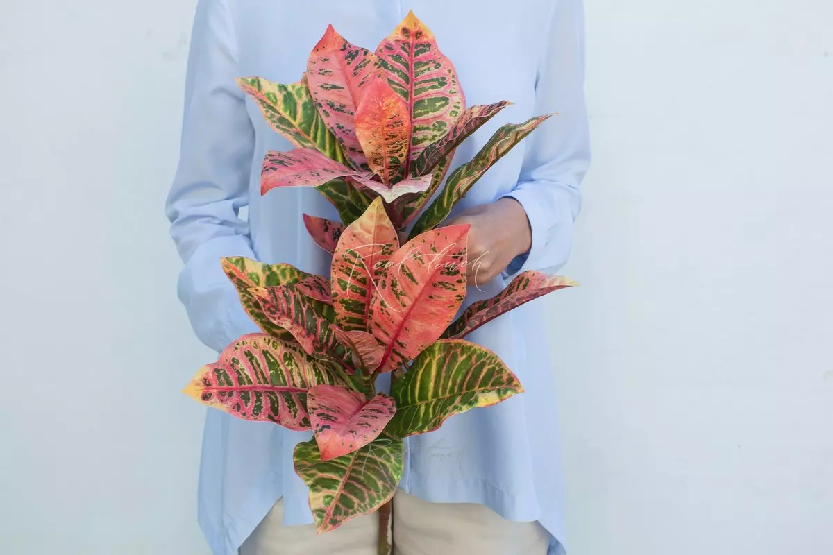 Croton branch large - red