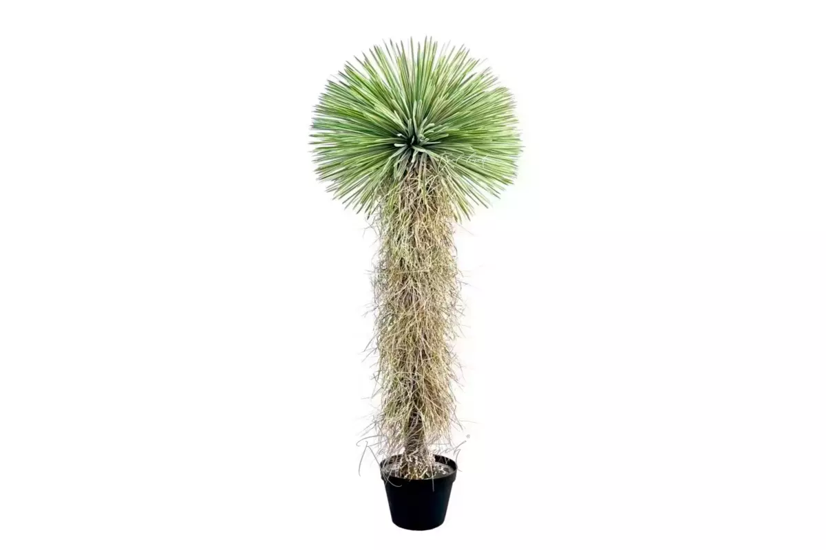 Yucca rostrata 210cm in pot - green Yucca rostrata 210cm in pot - green