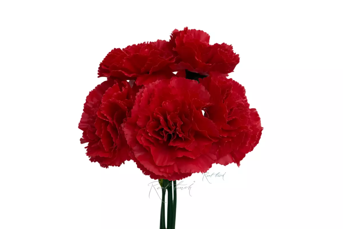 Bouquet of Carnations from 5 pieces - red