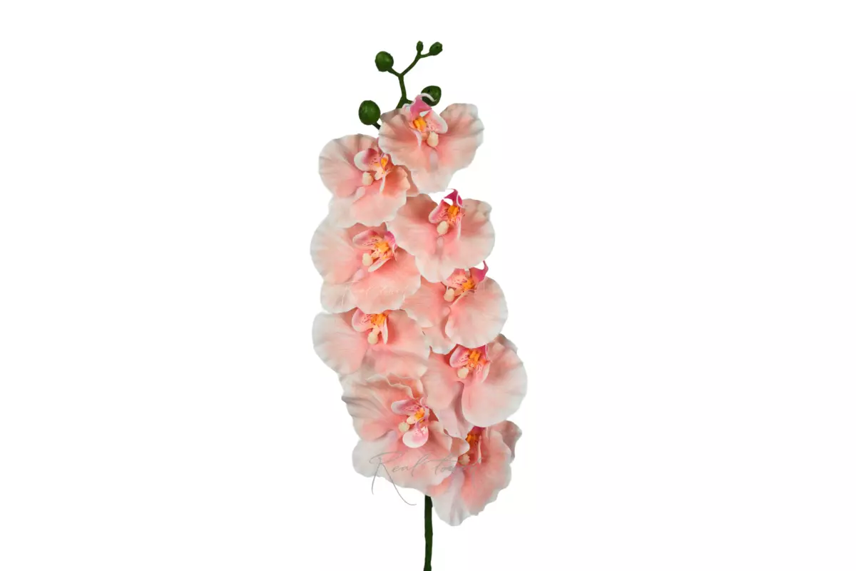 Phalaenopsis Orchid (9 blooms) 100cm - peach pink
