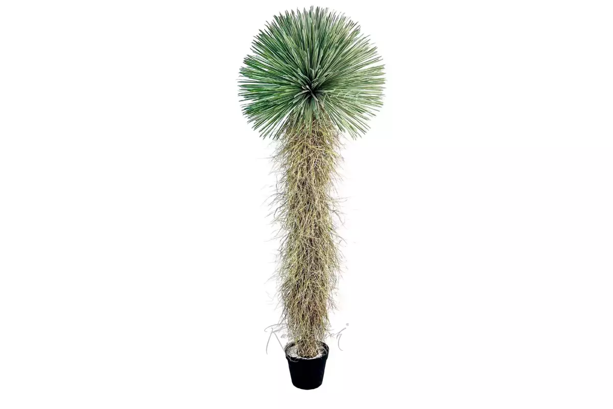 Yucca rostrata 260cm in pot - green Yucca rostrata 260cm in pot - green