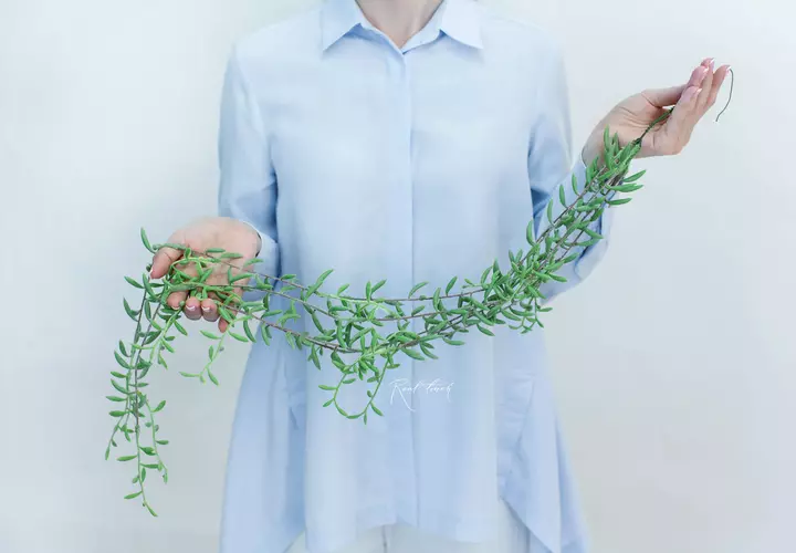 Senecio radicans "String of Bananas" - dusty green