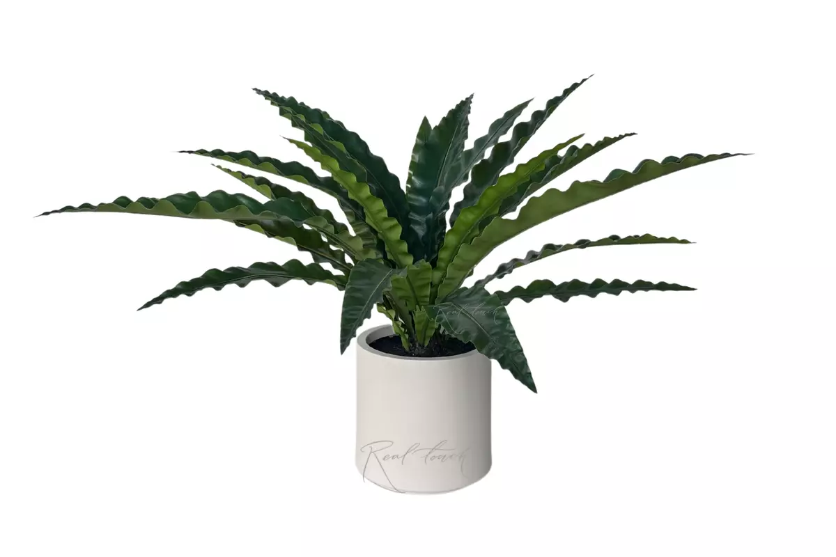 Asplenium in a decorative planter, 85 cm (20 leaves) - green