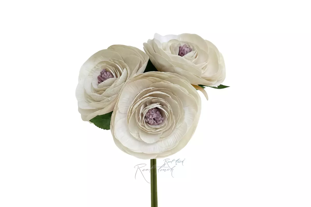 Large Camellia (Japanese) - light green