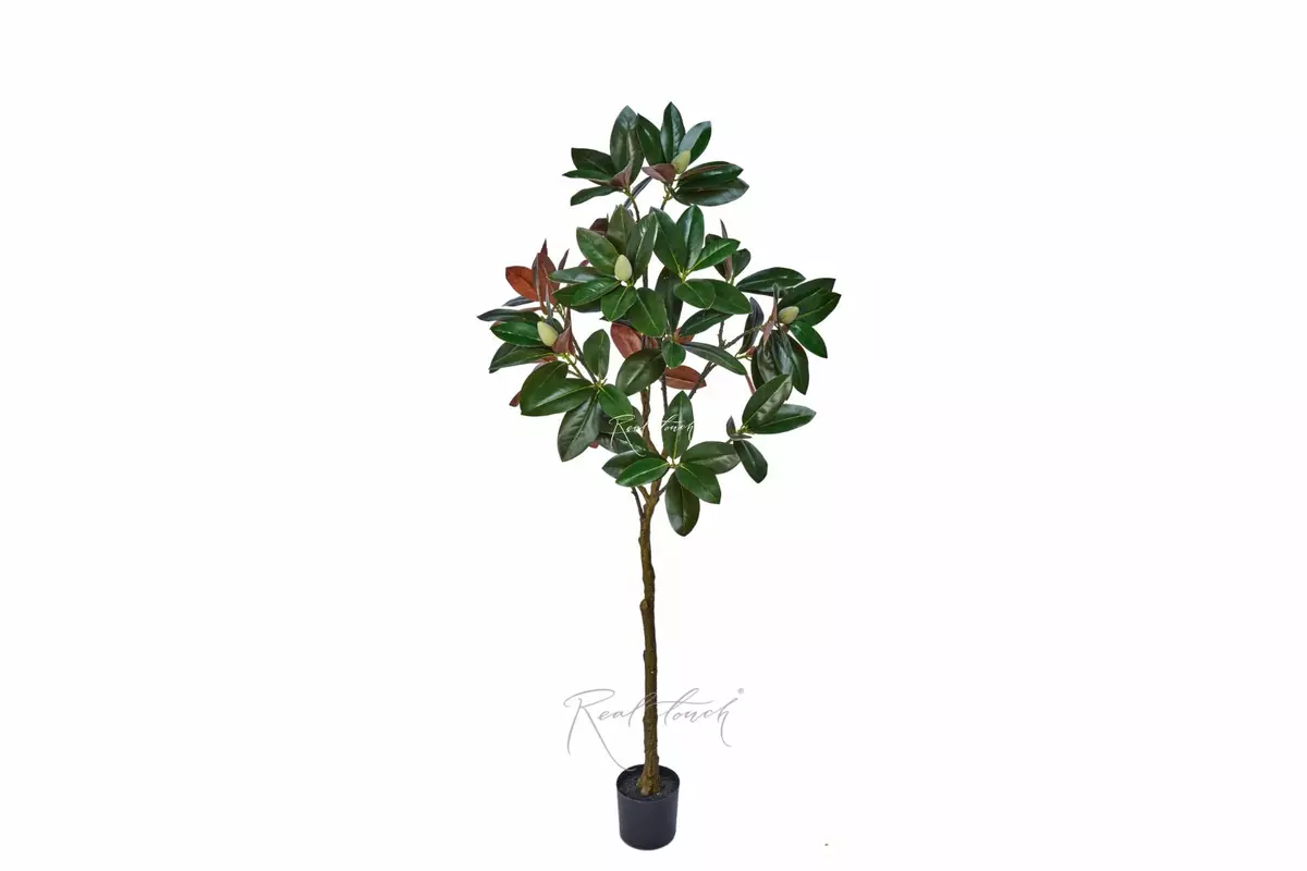 Magnolia tree in pot 180cm - Green brown Magnolia tree in pot 180cm - Green brown