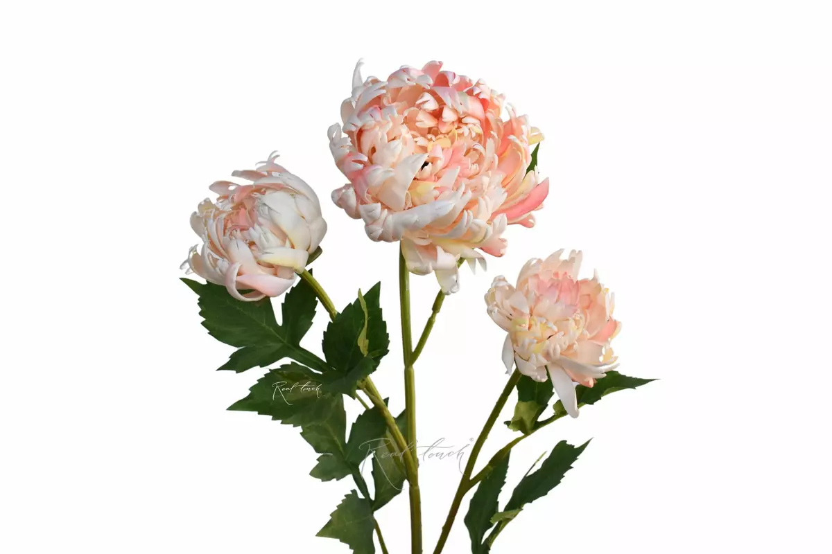 Chrysanthemum Vienna Ball - light pink