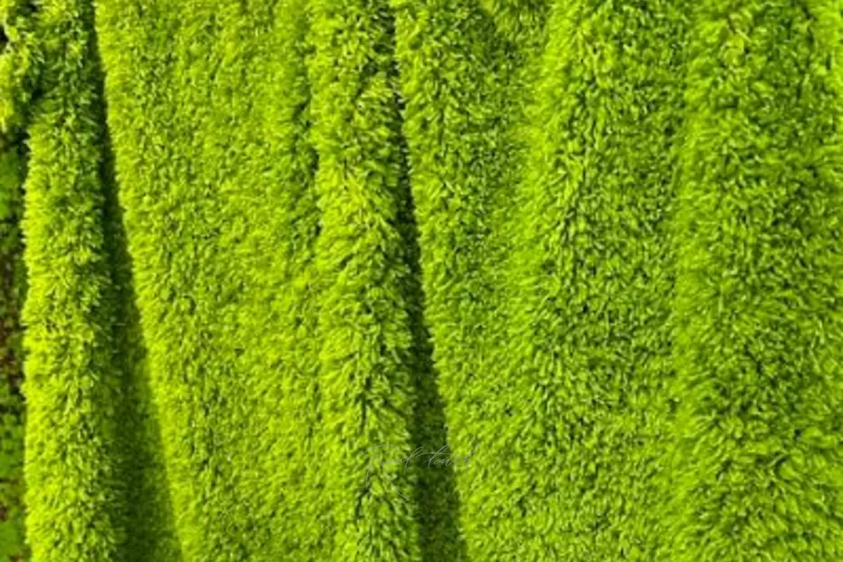 Moss mat on fabric basis 1*2m - green