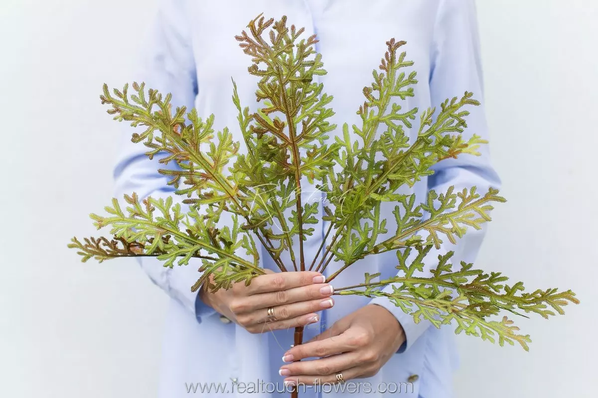  Selaginella Martens (Greenery 15) - Green red