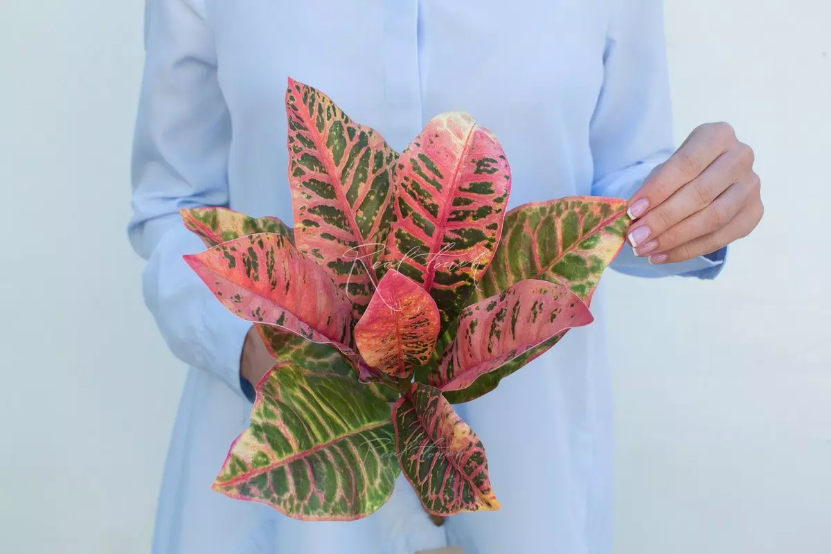 Croton branch small - red