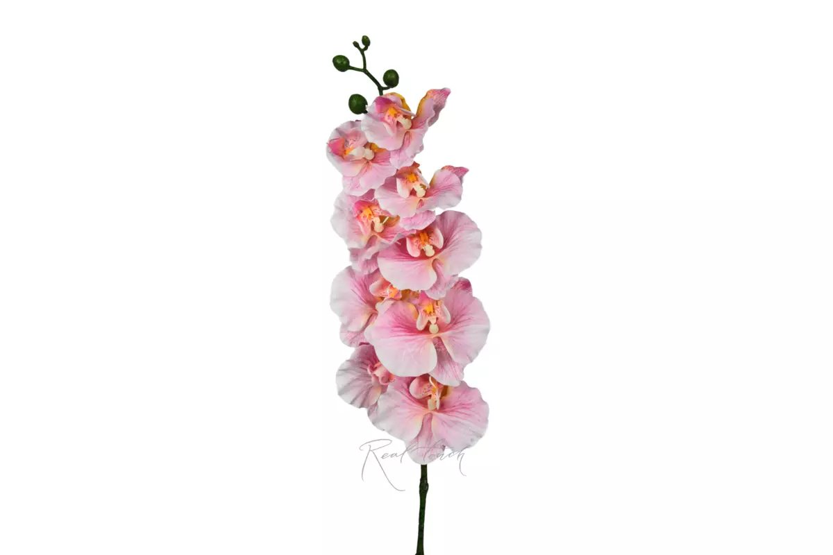Phalaenopsis Orchid (9 blooms) 100cm - Bright pink