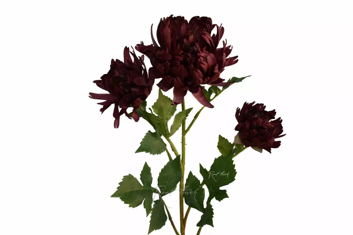 Chrysanthemum Vienna Ball - bordeaux