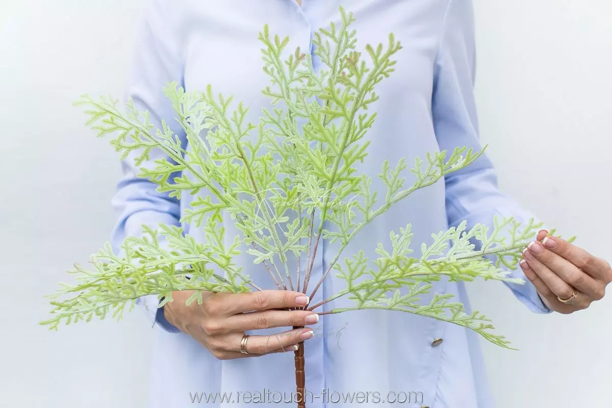  Selaginella Martens (Greenery 15) - dusty green