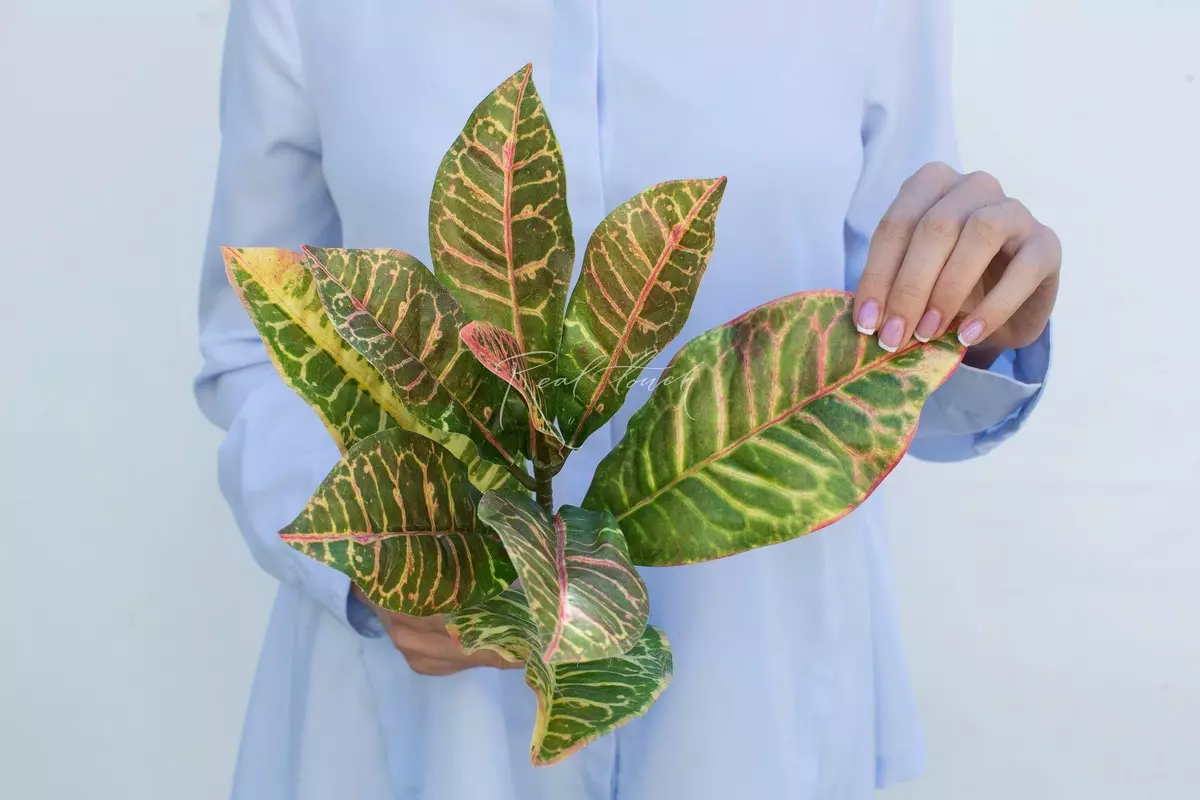 Croton branch small - green