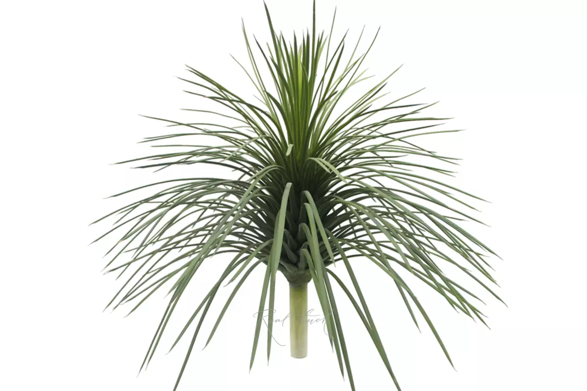 The top of the Yucca palm tree - green