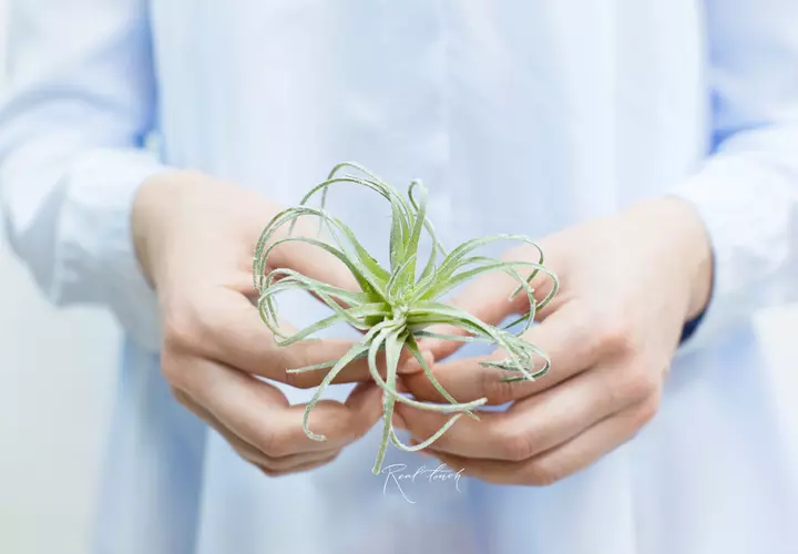 Tillandsia Oaxacana - dusty green