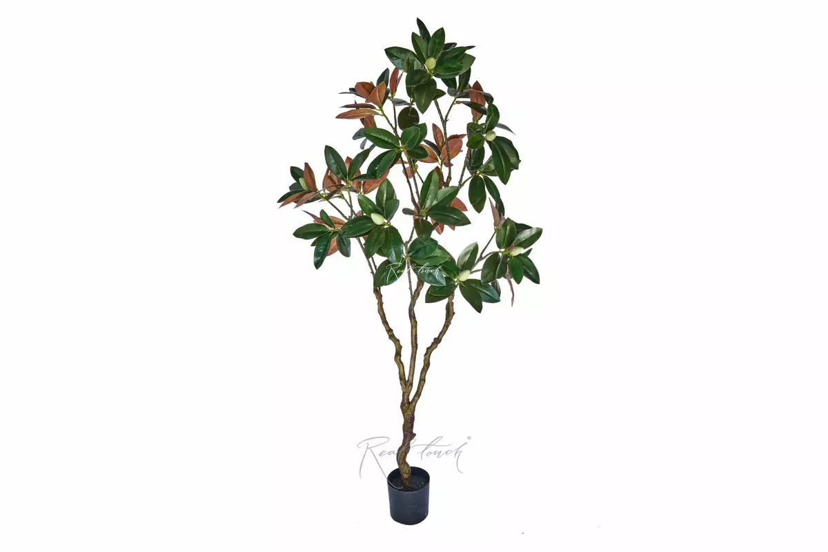 Magnolia tree in pot 210cm - Green brown Magnolia tree in pot 210cm - Green brown