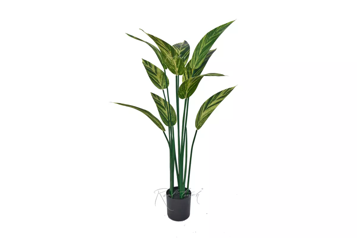 Strelitzia variegated 110cm - Green yellow