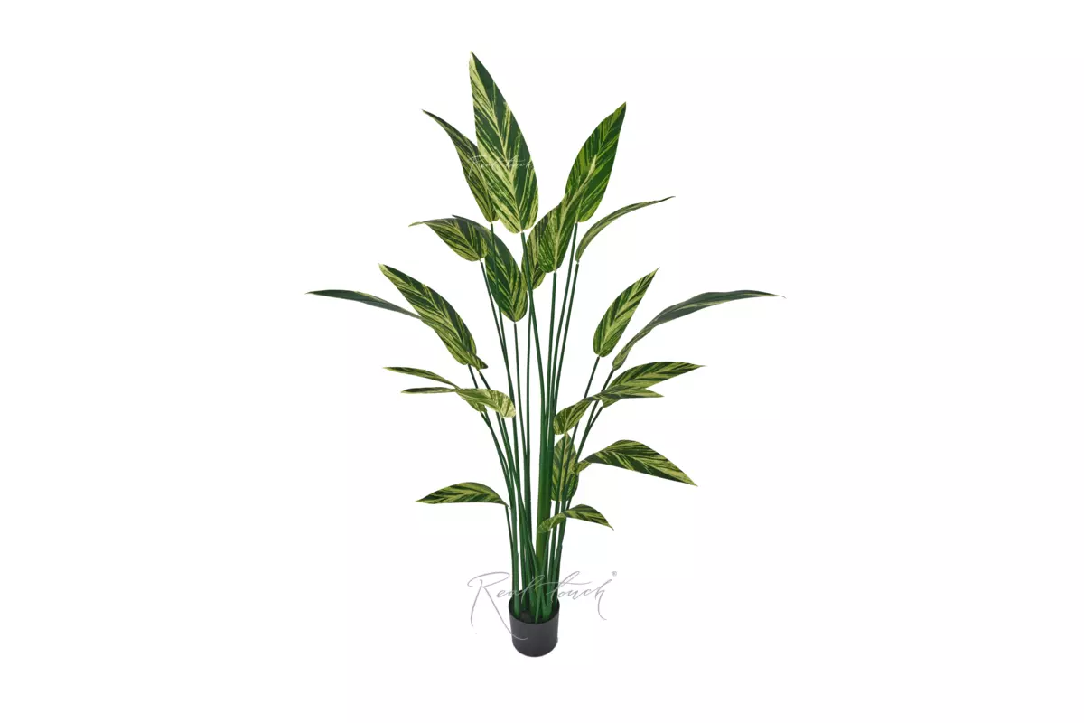Strelitzia variegated 160cm - Green yellow
