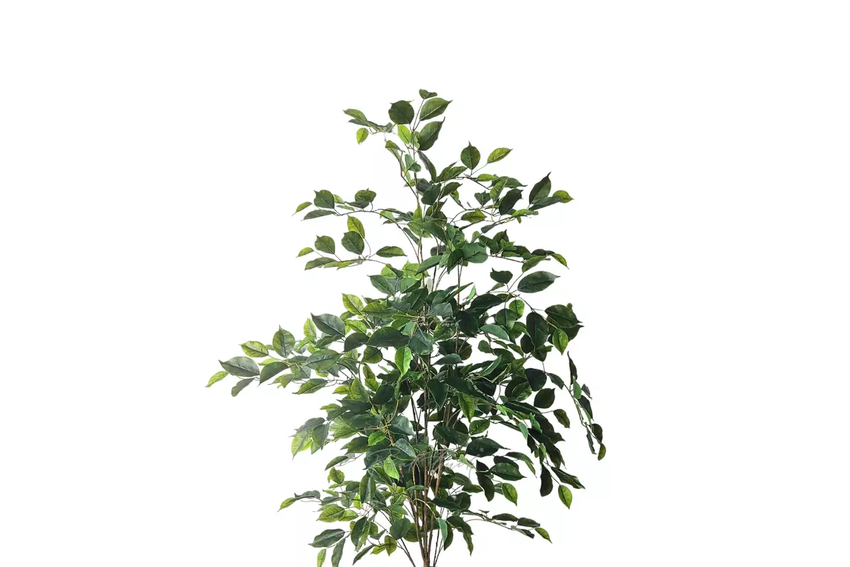 Ficus Benjamina Naomi 120 cm without pot ( 1 branch ) - green Ficus Benjamina Naomi 120 cm without pot ( 1 branch ) - green