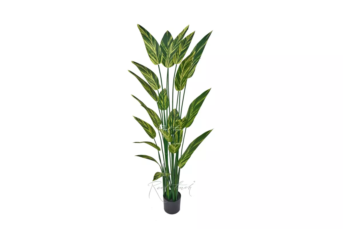 Strelitzia variegated 180cm - Green yellow