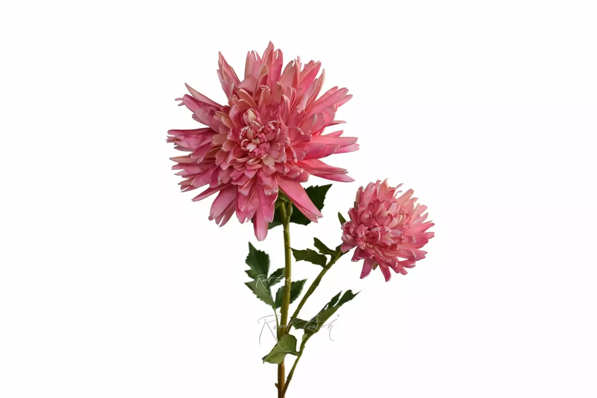 Chrysanthemum Autumn - light pink