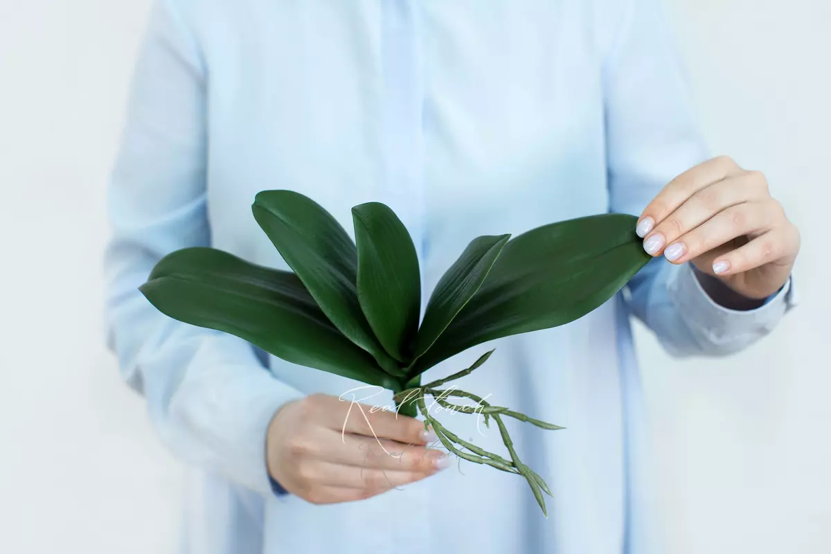 Orchid Leaves 25cm (from 5 leaves) - green